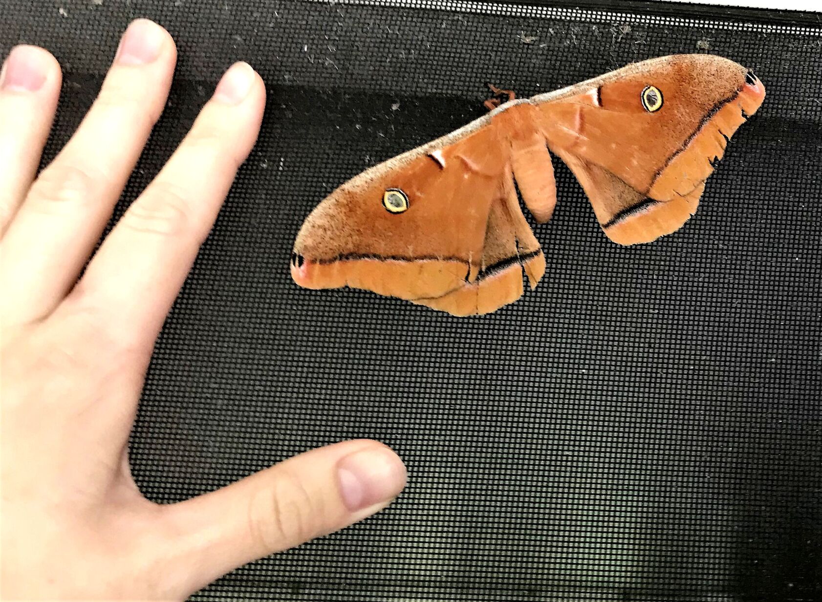 Silkworm moths Polyphemus orange
